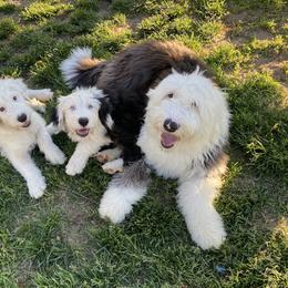 Old English Sheepdog Puppies from Heavinly Blessings Farm Pups - Old English Sheepdog Puppies