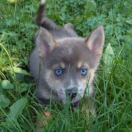 DxL G3 - Blue female Pomsky puppy in Charlotte, Michigan from Moore Pomskies