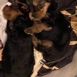 Yorkshire Terrier Puppies from Joy Riley's Yorkies