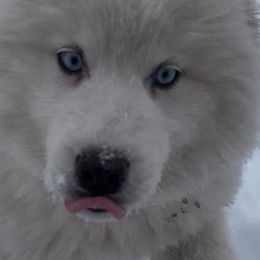 Siberian Huskies from Natural Wooly Siberian Huskies