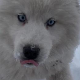 Siberian Huskies from Natural Wooly Siberian Huskies