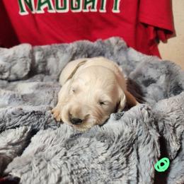 Mint - Golden female Golden Retriever puppy in Lucasville, Ohio from Halo Kennels
