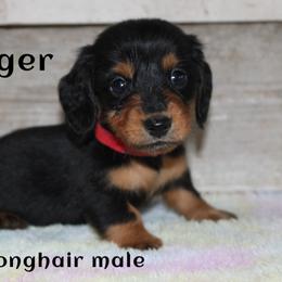 Trigger - Black and tan male Dachshund puppy in Paris, Texas from Kuttin’ Up Mini Aussies