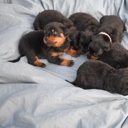 Rottweiler Puppies from Von Schwarze Karte Rottweilers