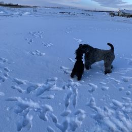 Kerry Blue Terrier Puppies from Watch Em’ Spar Kerry Blue Terriers