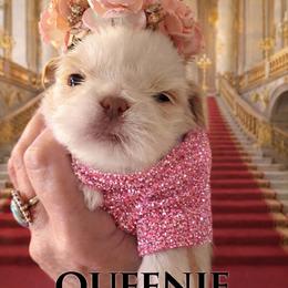 QUEENIE - Cream and white female Shih Tzu puppy in Big Sandy, Texas from Heart and Soul Shih Tzu