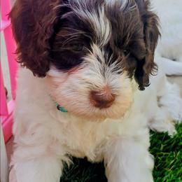 Peppermint Patty - Chocolate female Australian Labradoodle puppy in Atascadero, California from Classic Poodles and Doodles