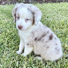 Sandyl - Red merle male Miniature Australian Shepherd puppy in Port Saint Lucie, Florida from Charlene Brannon's Mini Australian Shepherds