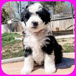 Bernedoodle, Goldendoodle, and Golden Mountain Doodle Puppies from Magic Valley Family Doodles