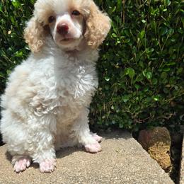 Bonbon - Red  female Poodle puppy in Nixa, Missouri from Family Poodles