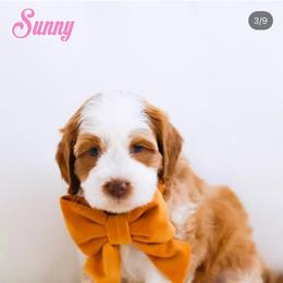 Sunny - Caramel red female Australian Labradoodle puppy in Diamond Bar, California from Furrytaildoodles