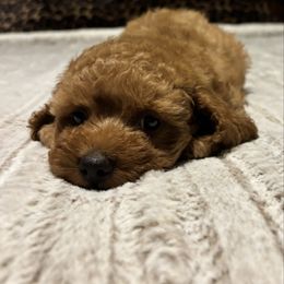Joey - Red male Cockapoo puppy in Bristow, Oklahoma from 10-Acre Woods Cockapoos