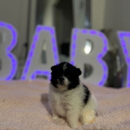 Girl 1 - Black Pomeranian puppy in Abilene, Texas from Blessedpoms