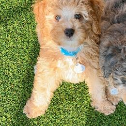 Australian Labradoodle, Bernedoodle, Cavapoo, and Poodle Puppies from Walk with Me Doodles
