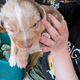 Smallest red merle boy, strip - Red merle male Australian Shepherd puppy in Cherry Grove, Oregon from TLC Dream and Pureland Australian Shepherds