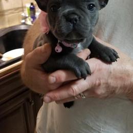French Bulldog Puppies from Ginny's Frenchie's