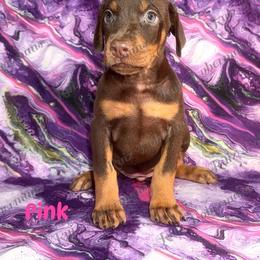 Pink Collar - Red and rust female Doberman Pinscher puppy in Louisville, Kentucky from Ruiz Dobermans
