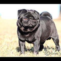 Cane Corso, French Bulldogs, Pugs, and Tibetan Spaniels from Coliseum de Cassiope