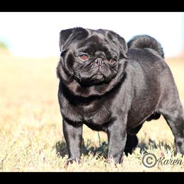 Cane Corso, French Bulldogs, Pugs, and Tibetan Spaniels from Coliseum de Cassiope