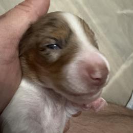 Bruno - Dapple male Dachshund puppy in Copperas Cove, Texas from Creme de la Creme Dachshunds