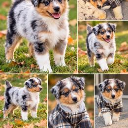 Dumbledore - Blue merle male Australian Shepherd puppy in Evart, Michigan from Torry's Full Draw Aussie’s