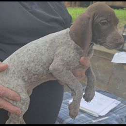 Girl 7 - Liver roan female German Shorthaired Pointer puppy in Dahlonega, Georgia from Pointer Mountain Bird Dogs