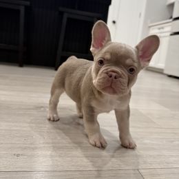 French Bulldog Puppies from Your Utah Frenchie