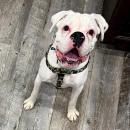 B2- Litter: Remington (Archie) - White male Boxer puppy in Alpine, New York from Kickin Rooster AKC Boxers