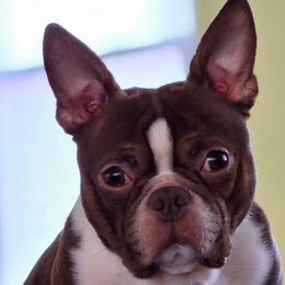 Boston Terriers from PuppiGuppies