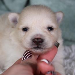 AKC Boo - Cream male Pomeranian puppy in Albany, Indiana from Hatz Off Puppies