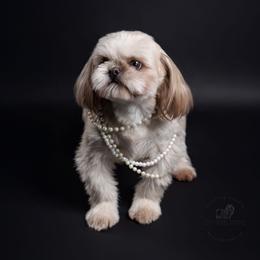Chanelle  - Shih Tzu