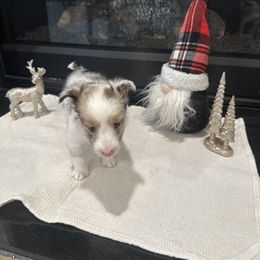 Gabriel - White blue merle male Shetland Sheepdog puppy in Greenwood, Indiana from Midwest Shelties