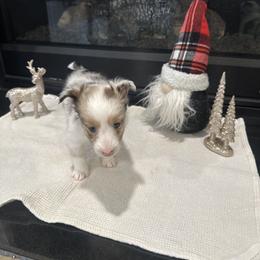 Gabriel - White blue merle male Shetland Sheepdog puppy in Greenwood, Indiana from Midwest Shelties
