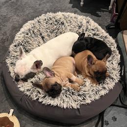 French Bulldog Puppies from Rockstar Kennel