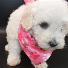 Laura (AKC) - White female Poodle puppy in Rainbow City, Alabama from Misioh Poodles