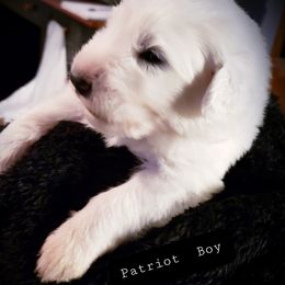 5 Females 2 picks reserved..3 Available - White female Great Pyrenees puppy in Yucaipa, California from Rusty Horse Ranch Great Pyrenees