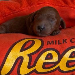 Hazelnut (Hazel) Orange - Red  female Goldendoodle puppy in Toledo, Ohio from Avery Doodle Day LLC