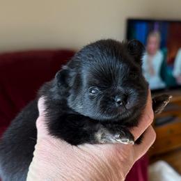 Thunder - Black and tan female Pomeranian puppy in Edmond, Oklahoma from My Sun & Moon Poms