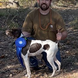 Ellie - German Shorthaired Pointer