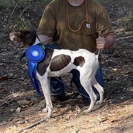 Ellie - German Shorthaired Pointer