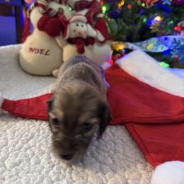 Olive - Cream female Dachshund puppy in Jackson's Gap, Alabama from Lake Martin Doxies