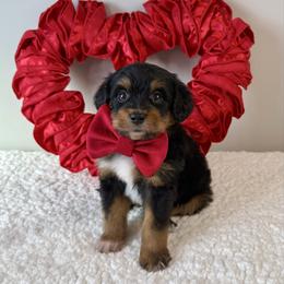 Sven - Black tri-color male Aussiedoodle puppy in Adams, Nebraska from Boxcar Doodles and Poodles
