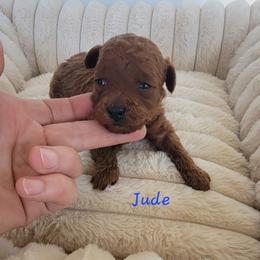 Jude - Red  male Poodle puppy in Montrose, Pennsylvania from Tales Of Joy