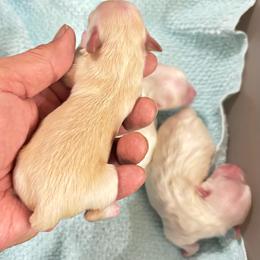 Girl Z2 - Cream female Maltipoo puppy in Las Vegas, Nevada from Maltipoo_vegas