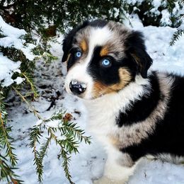 Australian Shepherd Puppies from Clover Bell Farm Australian Shepherds