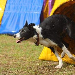 Border Collies from Lux Border Collies