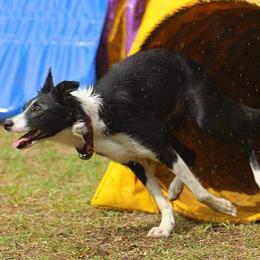 Border Collies from Lux Border Collies