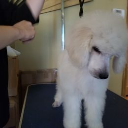 Poodle Puppies from Standard Hearts