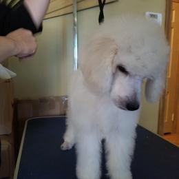 Poodle Puppies from Standard Hearts