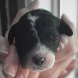 Anne - Parti female Double Doodle puppy in Rockvale, Tennessee from Kingwood Doodles